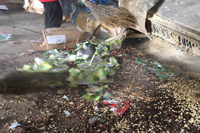 销毁过期食品工厂-杨浦区缺陷进程垃圾鞋帽处理报告